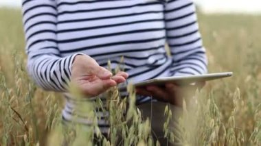 Tarımda modern teknolojiler, elinde bilgisayar tableti olan iş kadını çiftçiler buğday tarlasında çalışıyor, tahıl hasadını kontrol ediyor. Tarım, gıda yetiştirme. Sağlıklı ekolojik gıda.