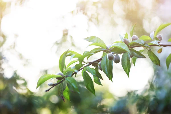 Friss Zöld Éretlen Őszibarack Ágon Természetes Otthon Termesztett Gyümölcs Egy — Stock Fotó