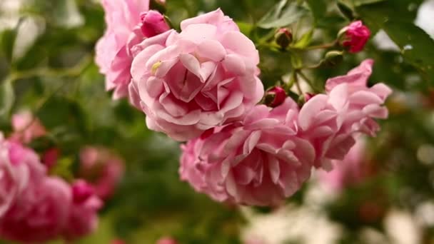 Beautiful Blooming Bush Pink Roses Summer Close Delicate Pale Pink — Vídeos de Stock