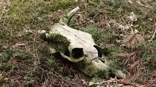 Skull Bull Cow Animal Grass Outdoors Nature Scull Moss Strange — Stockvideo
