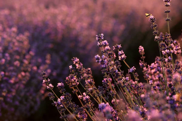 Close Van Struiken Lavendel Bloeiende Geurende Velden Bij Zonsondergang Lavendel — Stockfoto