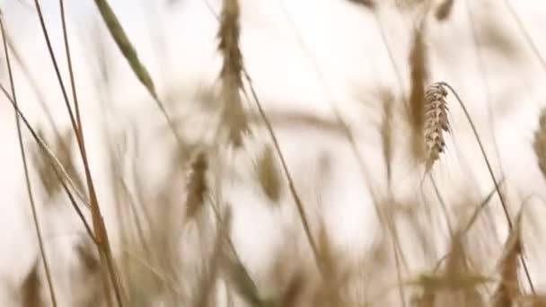 Wheat Field Golden Ears Wheat Swaying Wind View Ripening Wheat — Wideo stockowe