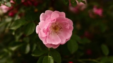 Güzel açan pembe gül çalısı yaz mevsiminde kapanıyor. Gül bahçesinde narin soluk pembe güller. Bahçe işleri konsepti. Çiçeklenmenin sonu.