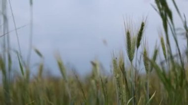 Genç yeşil buğday kasvetli hava. Buğday tarlası ekmek için yetişiyor. Geleneksel tarım. Olgunlaşmış çayır buğday tarlaları. Güzel Doğa, Kırsal Manzara