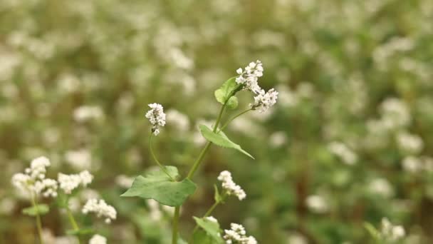 Buckwheat Flowers Blowing Wind Blooming Buckwheat Crops Field Close Cultivated — Stockvideo