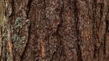 close up of view of the old pine tree bark with moss. Nature elements beauty in mossy summer forest. nature background.