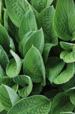 Spatthiphyllum yamyam yaprakları, soyut yeşil doku, doğa arka planı, tropikal yaprak.