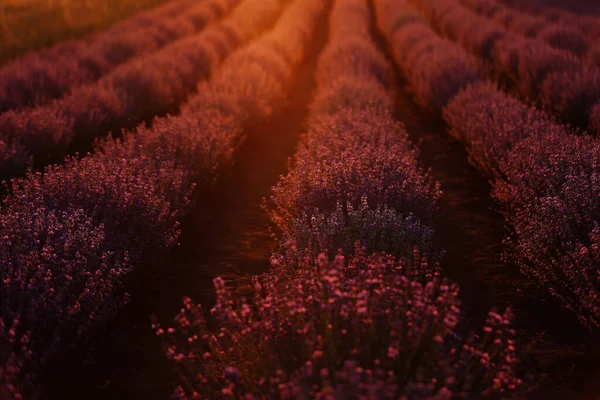 Close Bushes Lavender Blooming Scented Fields Sunset Lavender Purple Aromatic — Stockfoto