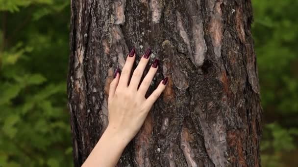 Woman Hand Touches Strokes Bark Pine Tree Forest Female Hand — Vídeos de Stock