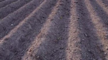 İlkbaharda patates tarlası. Kamera tarlalara sıra sıra eker. Yakın plan. Toprak ekime ve ekime hazır.