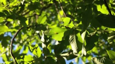 walnut tree in summer green leaves shaking the wind. Cultivated plant in farm. Walnut is a nut of any tree of the genus Juglans Family Juglandaceae, Juglans regia