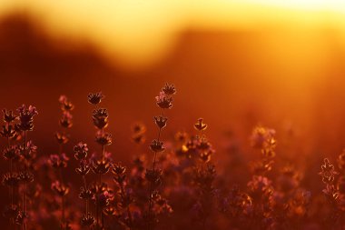Gün batımında çalıların yakınında lavanta kokulu tarlalar açar. Paris yakınlarındaki Fransız Provence 'ının lavanta tarlalarında lavanta mor aromalı çiçekler.