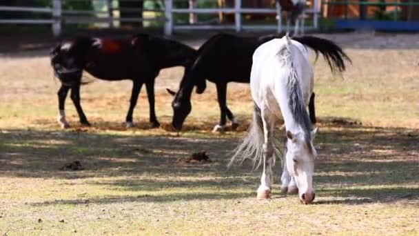 Horses Walk Sanded Paddock Next Stabling Farm White Horse Grazing — Video Stock