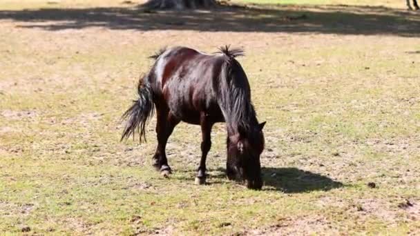 Black Pony Horse Grazing Farm Ponies Walking Field Green Lawn — Αρχείο Βίντεο