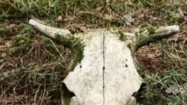 Cow skull lying on the ground. Dried cow skull. Side view. Skull of a bull or cow animal. cow skull in the forest. forest pollution.