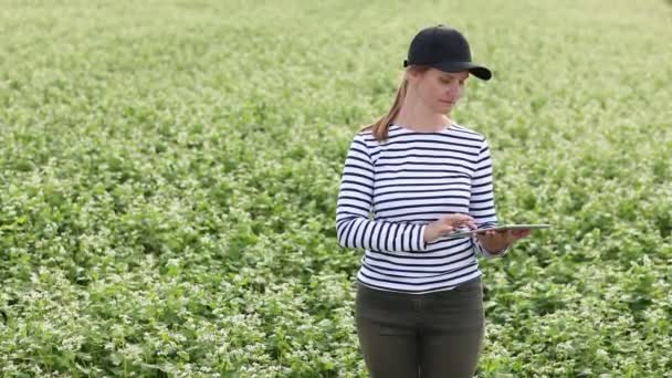 Samičí Agronomka Tabletou Zkontroluje Růst Pole Pohankovými Květy Žena Dotýkající — Stock video