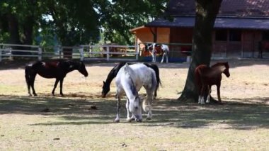 Çiftlikteki ahırın yanındaki kumlu otlakta atlar yürüyor. Beyaz bir at çiftlikte otluyor. Otlaktaki atlar.