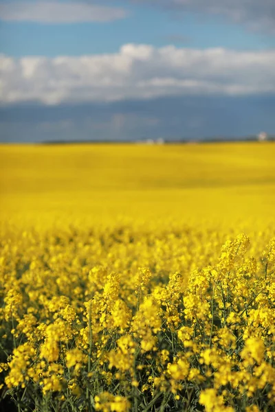 Flowering Bright Yellow Oilseed Rape Brassica Napus Field Spring Farm — Fotografia de Stock