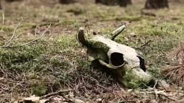 Bir boğa ya da inek kafatasının doğada çimlerin üzerinde olması. Yosun dolu bir kafatası. Garip ve mistik bir geçmişi var. Ormandaki inek kafatası. Orman kirliliği