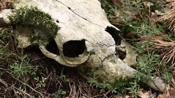 Cow Skull Lying Ground Dried Cow Skull Side View Skull — Stock videók