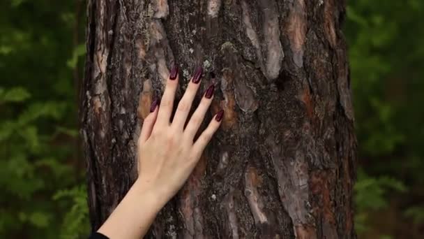 Woman Hand Touches Strokes Bark Pine Tree Forest Female Hand — Vídeo de stock