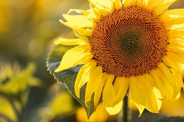 view of a field of yellow sunflowers in the light of the setting sun. Beautiful summer landscape with sunset and flowering meadow Rich harvest. Agriculture of production of sunflower oil and seeds.