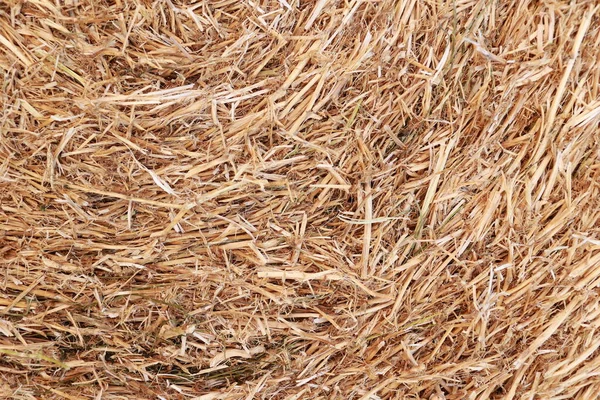 Straw Texture Golden Cut Straw Winter Wheat Field Concept Harvest — Foto Stock