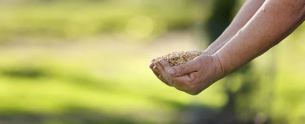 Wheat grains fall from old hand in the wheat field at the golden hour time. Concept of the peace. Close Up Nature Photo Idea Of A Rich Harvest