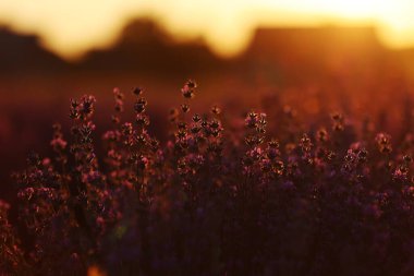 close up of bushes lavender blooming scented fields on sunset. lavender purple aromatic flowers at lavender fields of the French Provence near Paris