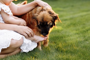 Toddler baby girl and domestic dog in the backyard. crawling child and dog games on the lawn. Dog and kid friendship. girl and dog playing.