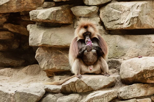 Monkeys Sit Rock Eating Vegetables Natural Habitat Animal Wildlife — Stockfoto