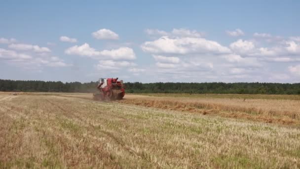 Combine Harvester Drives Field Harvests Wheat Summer Harvesting Early Grains — Wideo stockowe