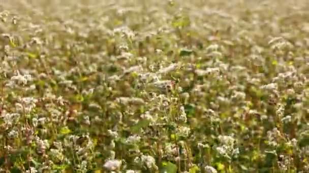 Buckwheat Flowers Blowing Wind Blooming Buckwheat Crops Field Close Cultivated — Wideo stockowe