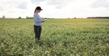 a female agronomist with a tablet checks the growth of a field with buckwheat flowers. the woman examines the field and enters the data into a digital tablet. Modern agribusiness