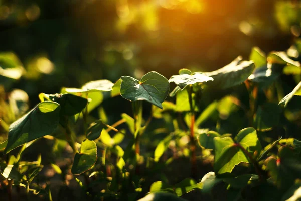 Grape Vine Growing Farmland Sunset Close Green Grapevine Plantation Farmland — Stock Fotó