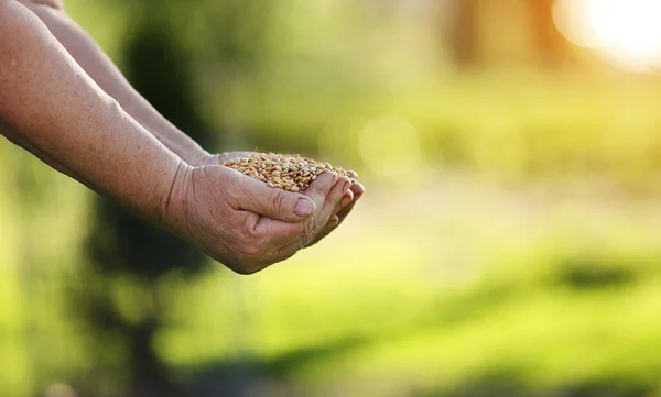 Wheat grains fall from old hand in the wheat field at the golden hour time. Concept of the peace. Close Up Nature Photo Idea Of A Rich Harvest