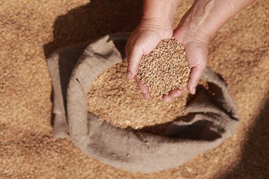 Wheat grains in a hand after good harvest of successful farmer. Hands of farmer puring and sifting wheat grains in a jute sack. agriculture concept. Business man checks the quality of wheat