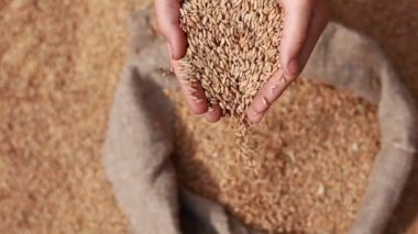 Wheat grains in a hand after good harvest of successful farmer. Hands of farmer puring and sifting wheat grains in a jute sack. agriculture concept. Business man checks the quality of wheat