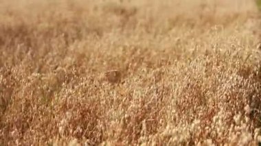 Close-up of ripe golden ears rye, oat or wheat swaying in the light wind in field. The concept of agriculture. The wheat field is ready for harvesting. The world food crisis.