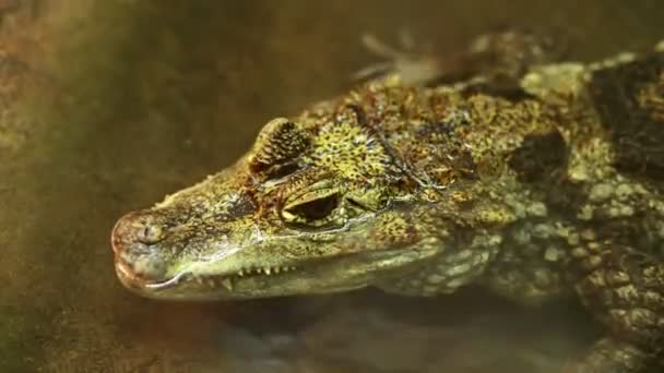 Close Crocodile Head Water Surface Dangerous Reptile Peeps Out Water — Vídeos de Stock