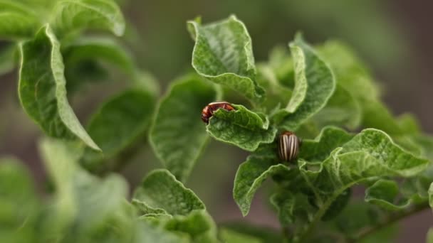 Colorado Potato Beetle Leptinotarsa Decemlineata Potato Leaves Insect Pests Cause — Vídeo de Stock