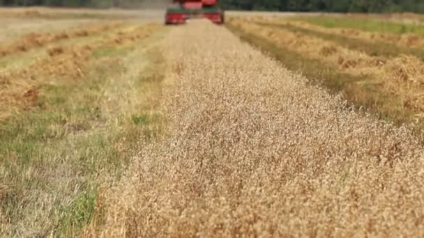 Combine Harvester Driving Field Collecting Grain Summer Harvesting Early Grains — Vídeos de Stock