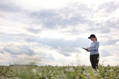 a female agronomist with a tablet checks the growth of a field with buckwheat flowers. the woman examines the field and enters the data into a digital tablet. Modern agribusiness