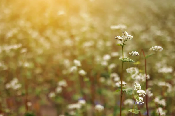 Buckwheat Flowers Blowing Wind Blooming Buckwheat Crops Field Close Cultivated — Foto Stock