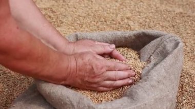 Hands of older female puring and sifting wheat grains in a jute sack. Wheat grains in a hand after good harvest of successful farmer. agriculture concept. Business man checks the quality of wheat