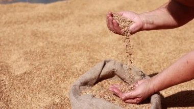 Hands of older female puring and sifting wheat grains in a jute sack. Wheat grains in a hand after good harvest of successful farmer. agriculture concept. Business man checks the quality of wheat