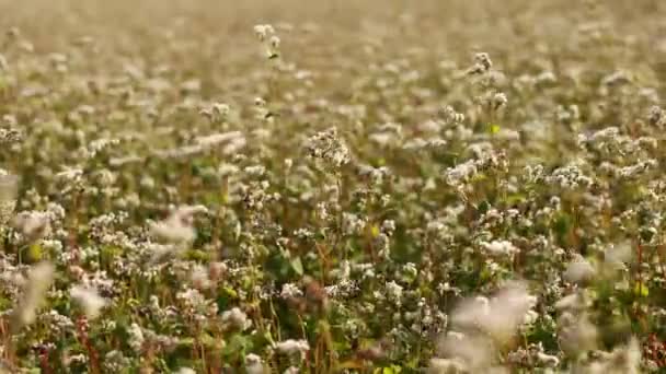 Buckwheat Flowers Blowing Wind Blooming Buckwheat Crops Field Close Cultivated — Vídeo de Stock