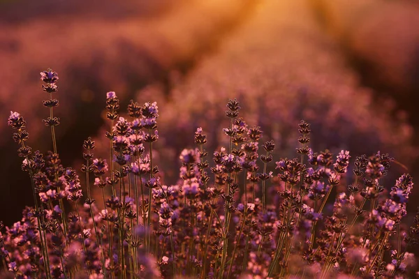 Close Bushes Lavender Blooming Scented Fields Sunset Lavender Purple Aromatic — Stockfoto