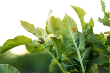 Colorado potato beetle, Leptinotarsa decemlineata, in potato leaves. insect pests that cause great damage to crops on farms and in gardens