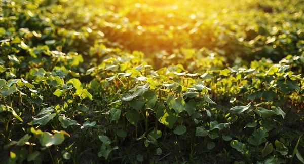 Σταφύλι Αμπέλου Καλλιέργεια Γεωργικής Γης Ηλιοβασίλεμα Κοντά Πράσινη Φυτεία Αμπέλου — Φωτογραφία Αρχείου